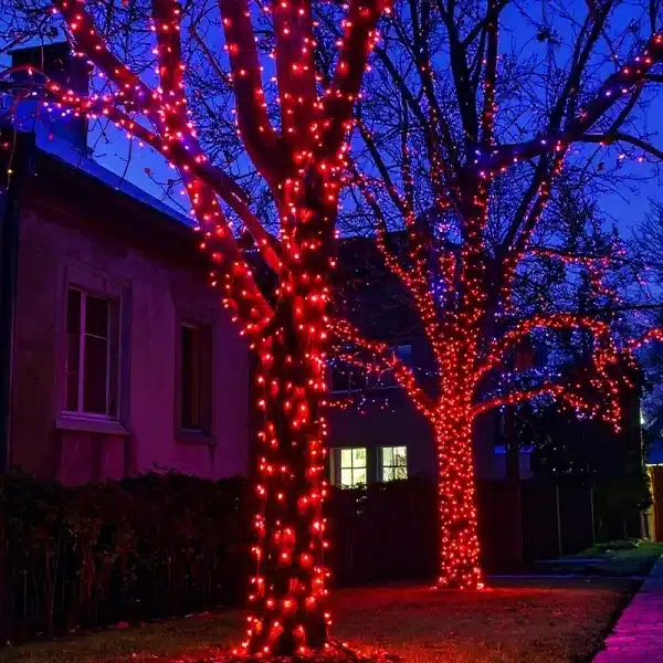 Connectable white cable red Christmas string lights on outdoor trees