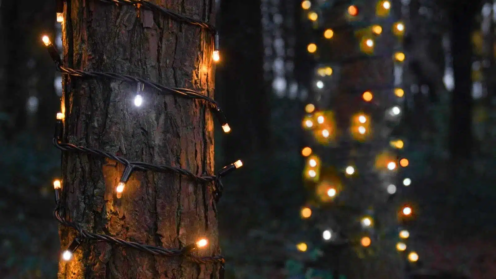 Warm white with ice white flash connectable lights wrapped around an outdoor tree