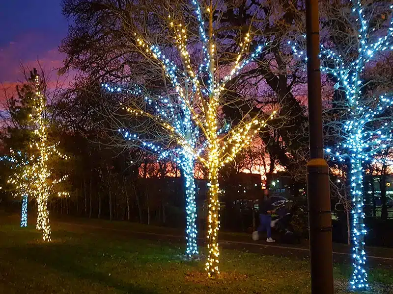 Low voltage connectable white cable Christmas lights in ice white and warm white on outdoor trees