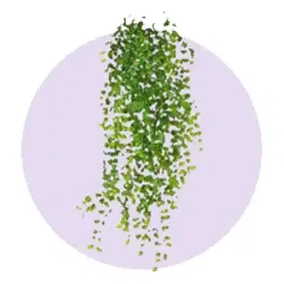 Plant for floral decoration