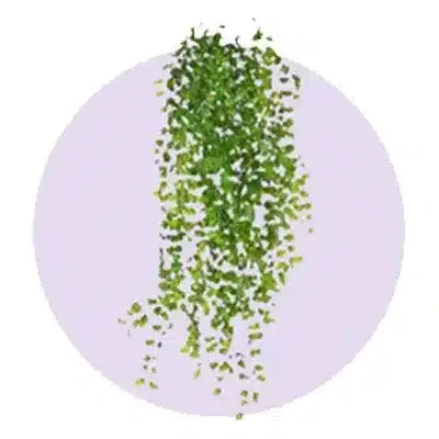 Plant for floral decoration